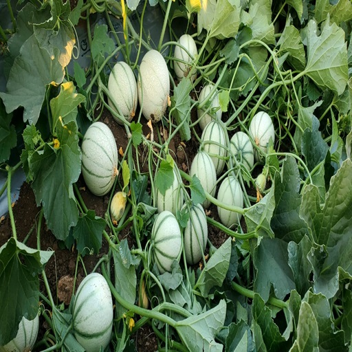 Organic Muskmelon